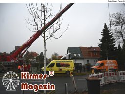 Fällung und Aufstellung des Weihnachtsbaumes für den Weihnachtsmarkt an der Berliner Gedächtniskirche