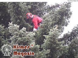 Fällung und Aufstellung des Weihnachtsbaumes für den Weihnachtsmarkt an der Berliner Gedächtniskirche
