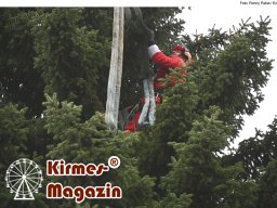 Fällung und Aufstellung des Weihnachtsbaumes für den Weihnachtsmarkt an der Berliner Gedächtniskirche
