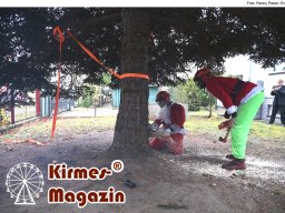 Fällung und Aufstellung des Weihnachtsbaumes für den Weihnachtsmarkt an der Berliner Gedächtniskirche