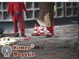 Fällung und Aufstellung des Weihnachtsbaumes für den Weihnachtsmarkt an der Berliner Gedächtniskirche